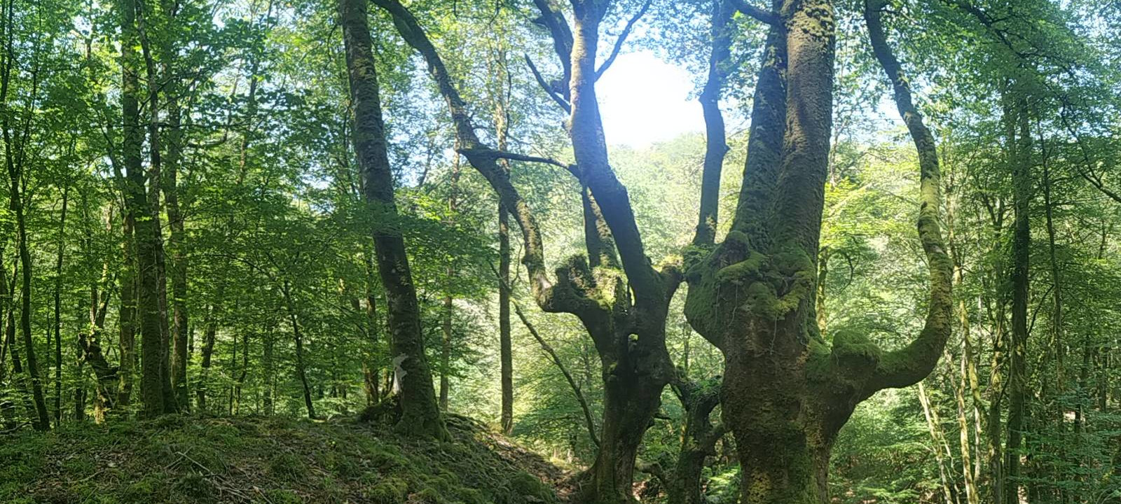 Psicoterapia de pareja